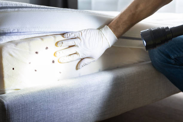 Best Local Pest Control Services  in Tallapoosa, GA