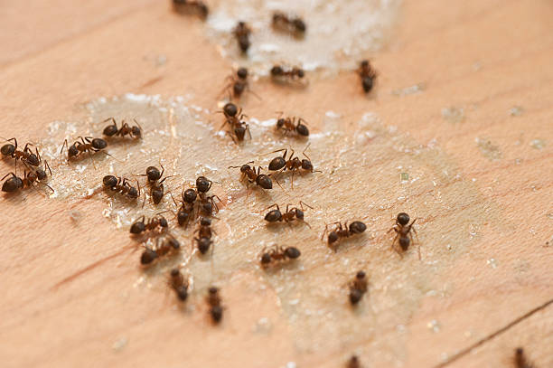 Best Bed Bug Extermination  in Tallapoosa, GA
