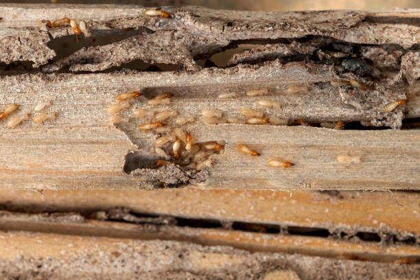 Trusted Tallapoosa, GA Pest Control Experts